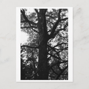 Tree Photography - Feronia Postcard