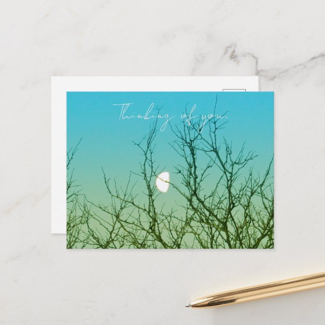 Tree Photography Postcard (Front/Back In Situ)