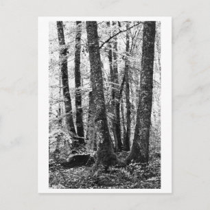 Tree Photography - Sylva Postcard