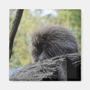 Tree Porcupine Magnet