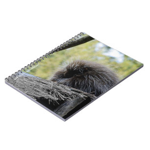 Tree Porcupine Notebook