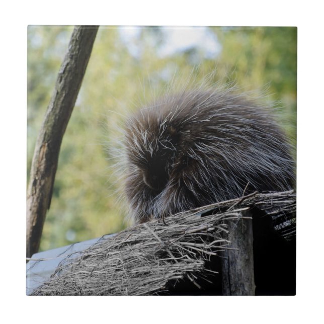 Tree Porcupine Tile (Front)