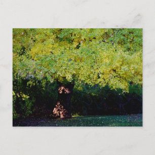 tree postcard