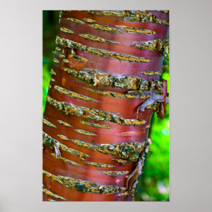 Tree Poster