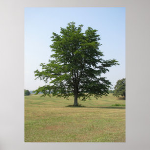 Tree Poster