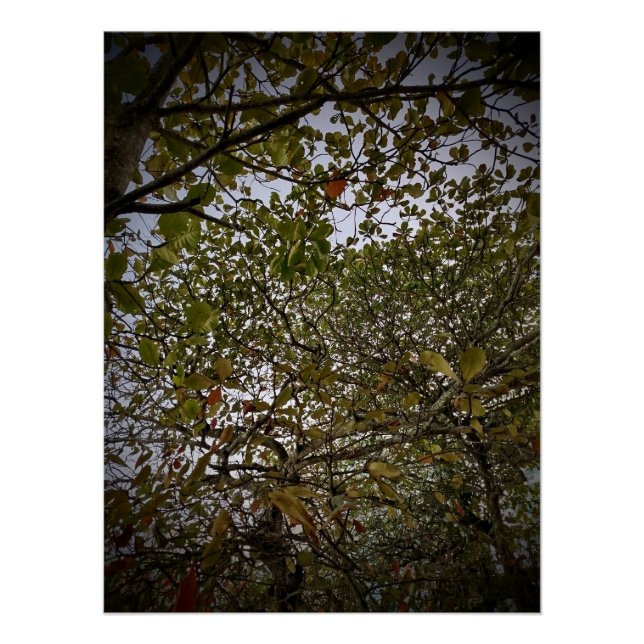 Tree Poster (Front)