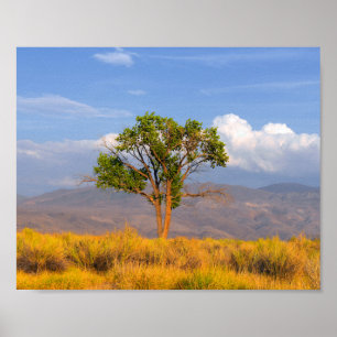 Tree Poster