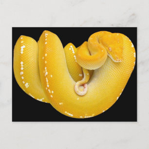 Tree Python Postcard