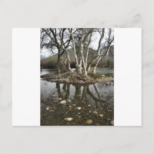 tree reflection postcard