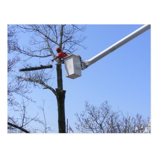 Tree Removal ~ postcard