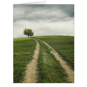 Tree road nature scenery