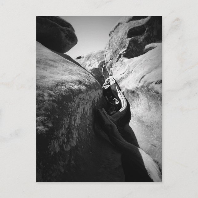 Tree Root in Crevice Postcard (Front)