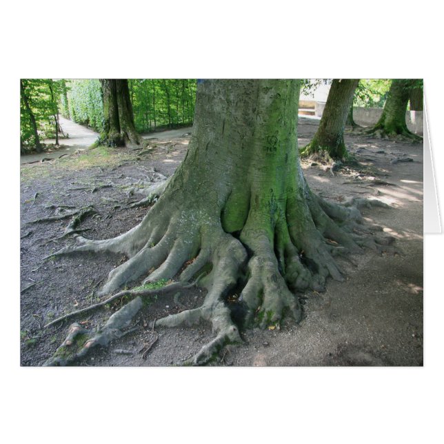 Tree Roots (Front Horizontal)