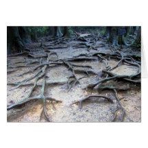 Tree roots on Mt. Kurama