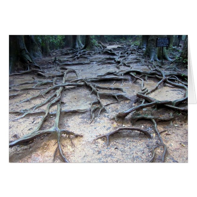 Tree roots on Mt. Kurama (Front Horizontal)
