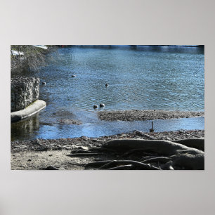 Tree Roots Photo Poster