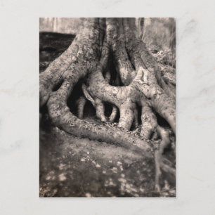 Tree Roots Postcard