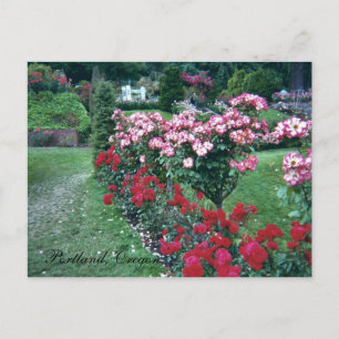 Tree Roses, Portland, Oregon Postcard