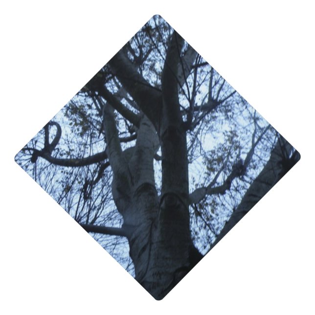 Tree Silhouette Photograph Graduation Topper (Front)