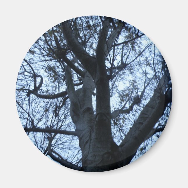 Tree Silhouette Photograph Magnet (Front)