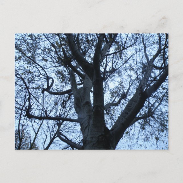 Tree Silhouette Photograph Postcard (Front)