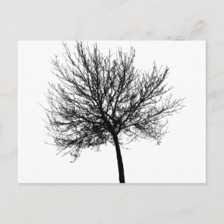 Tree Silhouette Postcard