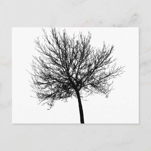 Tree Silhouette Postcard (Front)