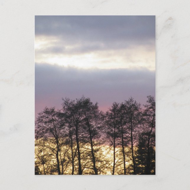 Tree Silhouettes at Dusk Postcard (Front)