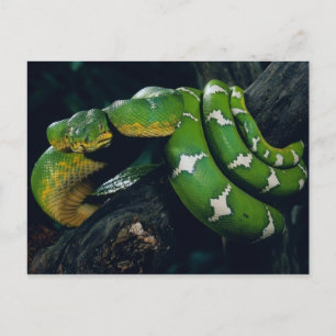 Tree Snake Postcard