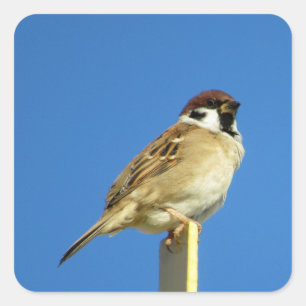 Tree Sparrow (suzume): Japan Square Sticker