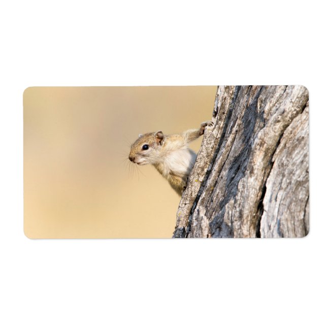 Tree squirrel (Front)