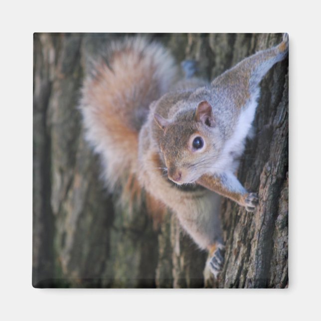 Tree Squirrel Magnet (Front)