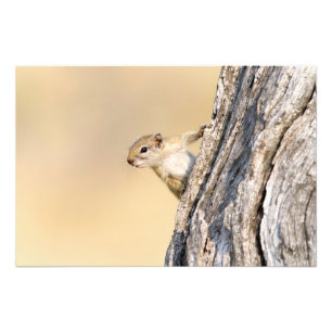 Tree squirrel photo print