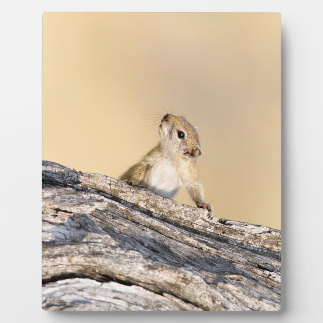 Tree squirrel plaque (Front)