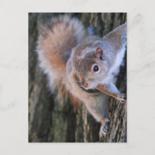 Tree Squirrel Postcard