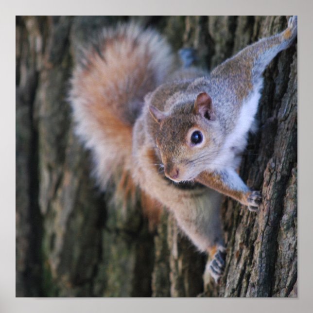 Tree Squirrel  Poster (Front)