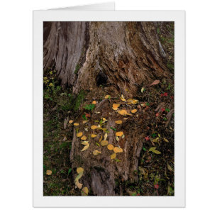 "Tree Stump & Fodder"