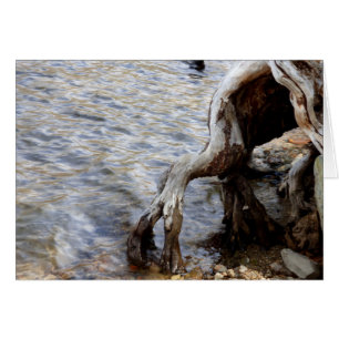 Tree Stump in Lake, Mammoth Lakes CA, Blank Inside