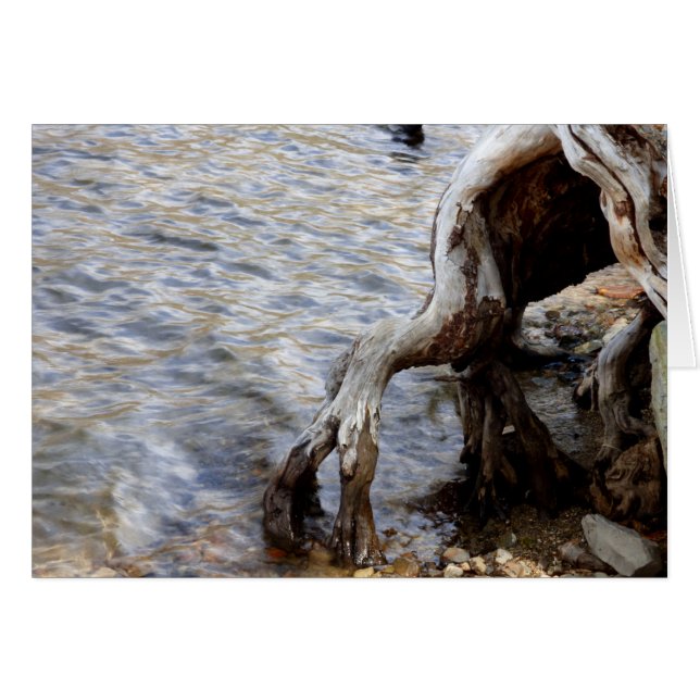 Tree Stump in Lake, Mammoth Lakes CA, Blank Inside (Front Horizontal)