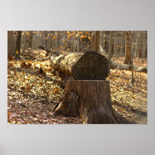 Tree Stump in the Woods Poster