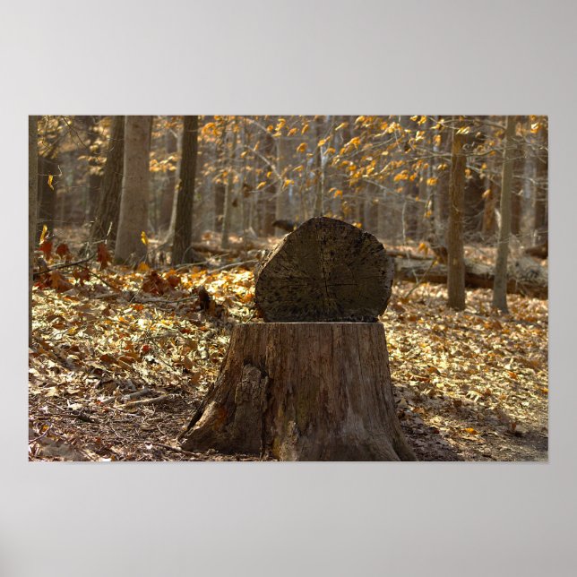 Tree Stump in the Woods Poster (Front)
