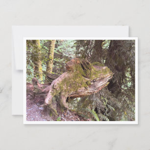 Tree stump postcard
