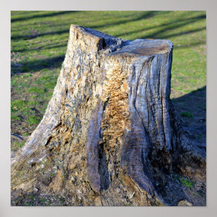 Tree Stump Poster
