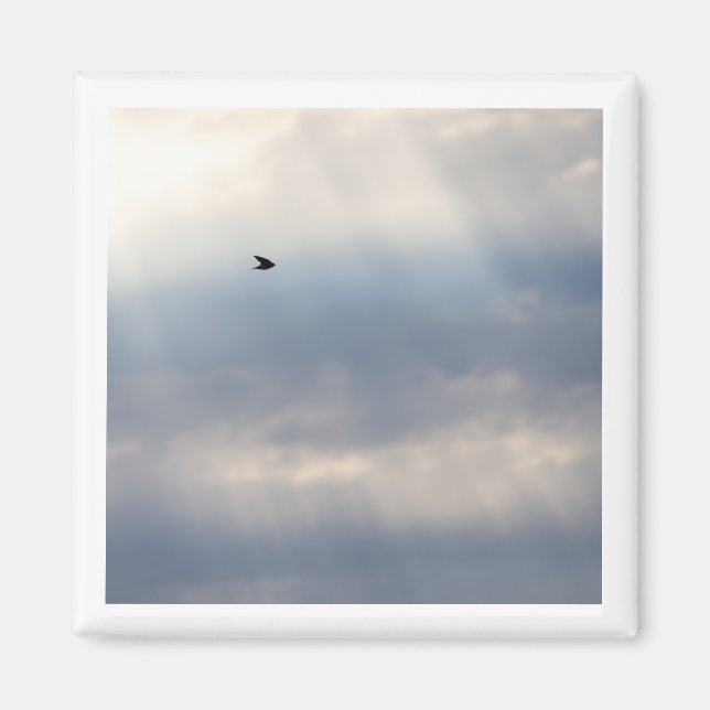 Tree Swallow 2x2 magnet  (Front)