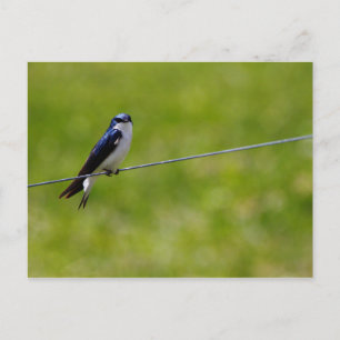 Tree Swallow Bird (Tachycineta bicolor) Postcard