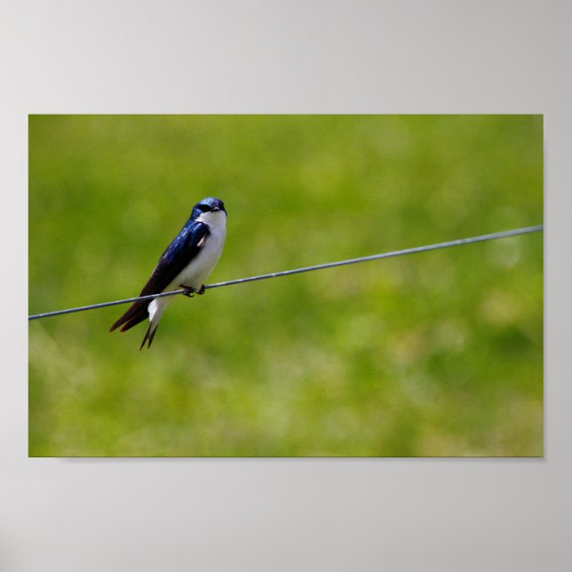 Tree Swallow Bird (Tachycineta bicolor) Poster (Front)