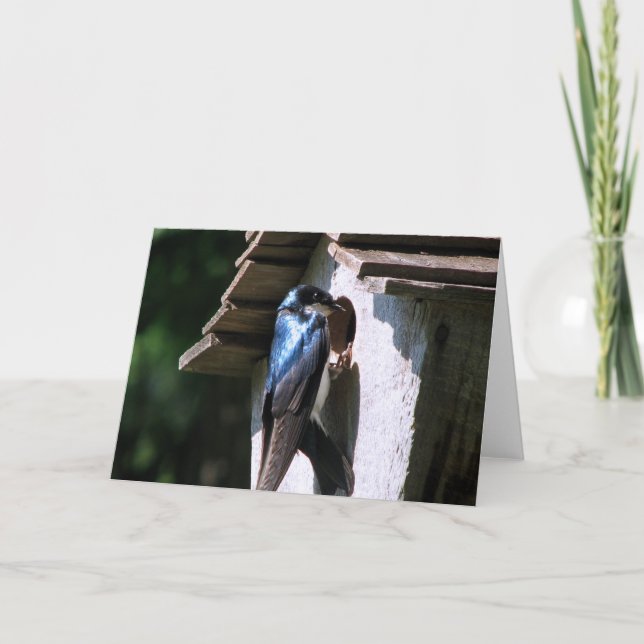 Tree Swallow Card (Front)