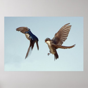 Tree Swallow Chase Poster