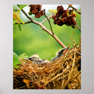 Tree Swallow Fledglings Sleeping In Nest Poster