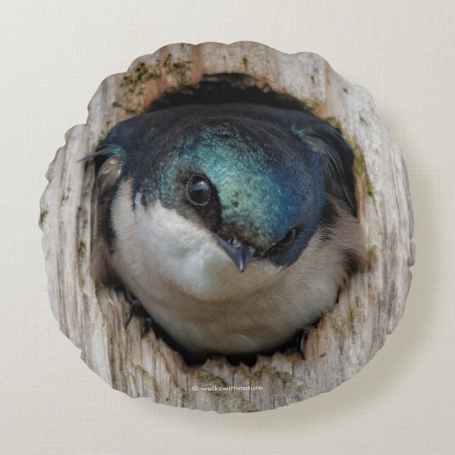 Tree Swallow in a Nestbox Round Pillow (Front)